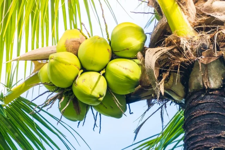 buah kelapa yang berkualitas tinggi, banyak manfaat dari sebuah pohon kelapa ini