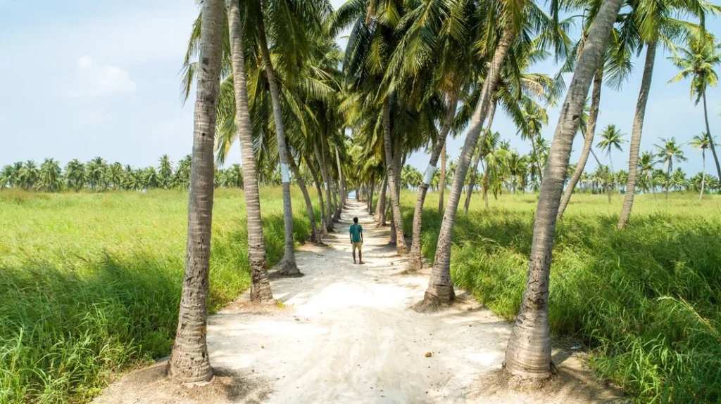 Kolaborasi dengan Mitra Lokal untuk Memperkuat Rantai Pasok Briket Arang 3 coconut tree on indonesia